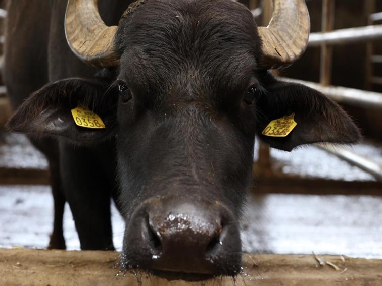 Фотоволтаичен парк в село Габаре застрашава поминъка на местните животновъди