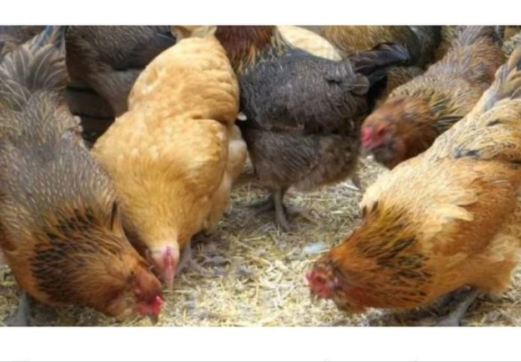 Птичи грип или ежегодно обезщетяване