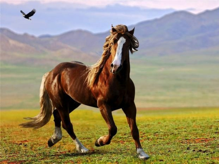 94800a53-6654-487a-b567-e12d3b723f00-3 Тодоровден в с.Садина – традиция, адреналин и зрелищни надпревари!