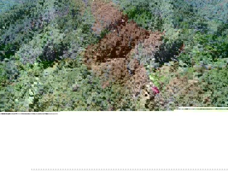 Корояд унищожава гората, а Министерството бездейства