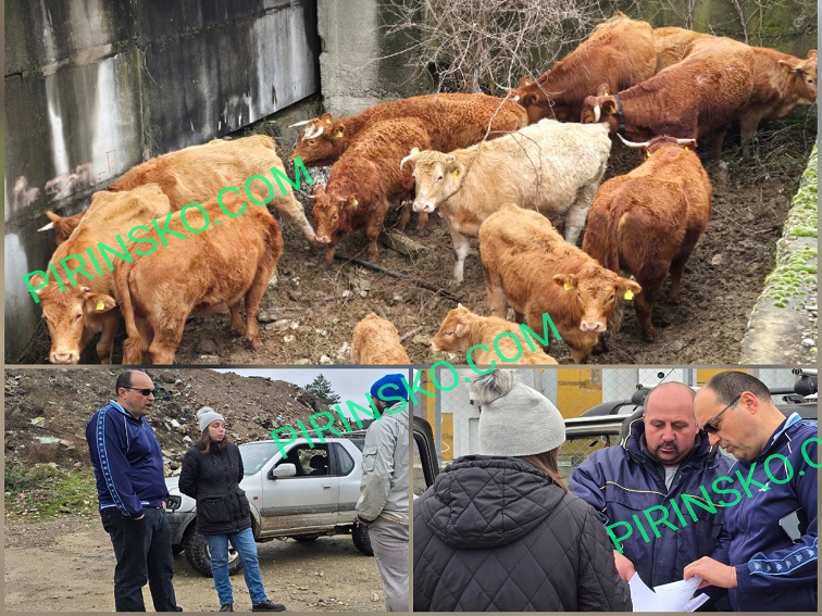 Фермерите в Симитли в шок: Изземват крави заради бруцелоза, хората не вярват на диагнозите