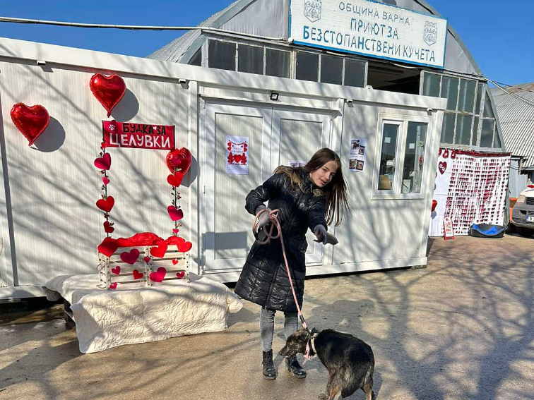 15 кучета от приюта в Каменар са намерили нов дом от началото на годината