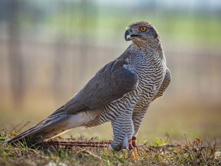 d216a7fb-a4dd-4151-8e2d-8fe5729a09eb Международното състезание „Небесни бойци“ събира елита на соколарството на 1 март