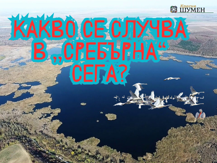 fc995c4e-2486-4e16-af61-3d84fb2912a2-3 Какво се случва в резерват „Сребърна“ сега?
